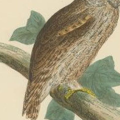 Antique Bird Print of the Eurasian Scops Owl by Morris, c.1850, close-up 1