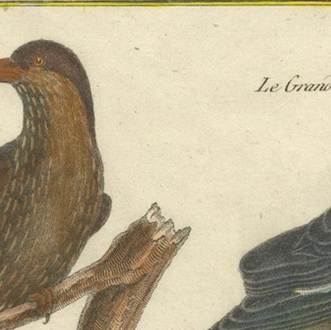 Hand-Colored Engraving of Warblers and Blackbirds from Histoire Naturelle, 1790, close-up 4