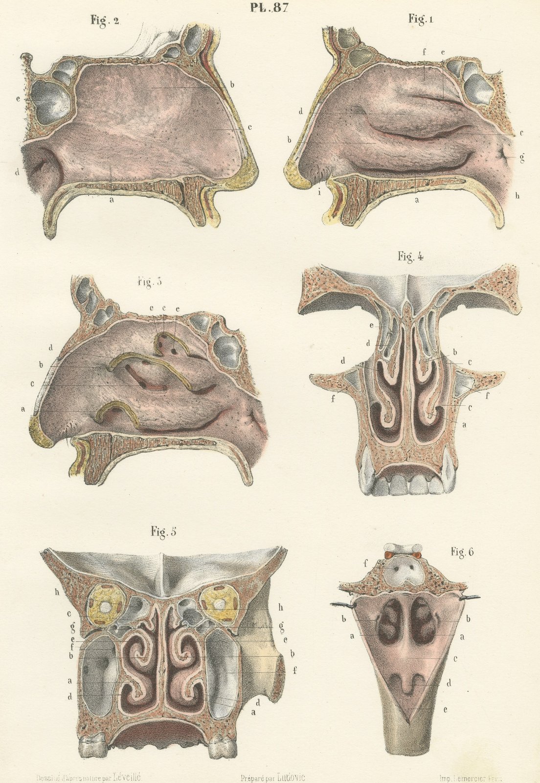 The Lining Membrane of the Nose, Antique Hirschfeld Anatomy Print, 1866