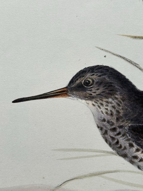 Antique Bird Print of the Purple Sandpiper by Gould, 1832, view 6