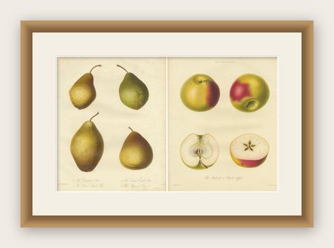 Set of 2 Original Antique Prints of various Pears and Apples, c.1835, shown framed