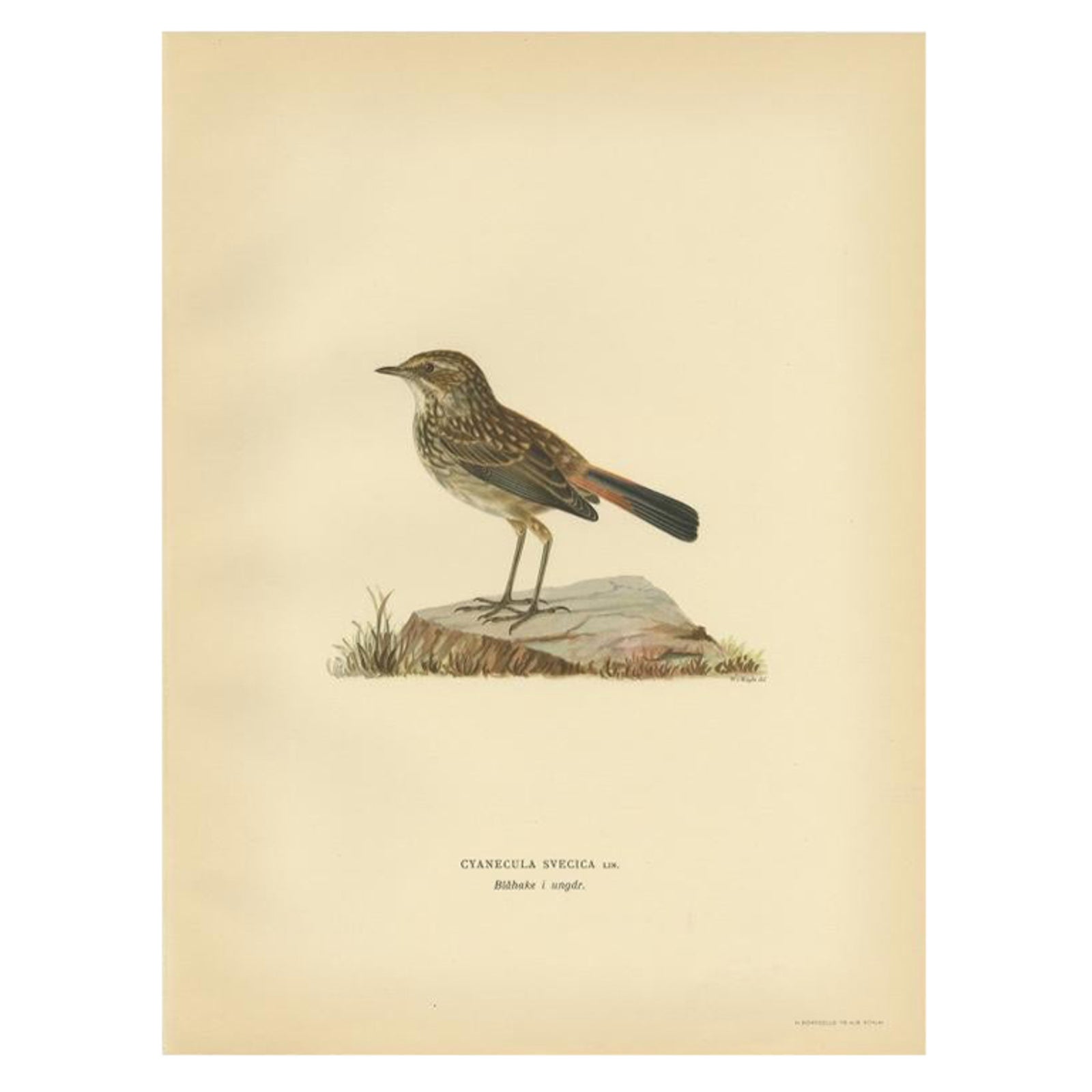 Antique Bird Print of the Bluethroat by Von Wright, 1927