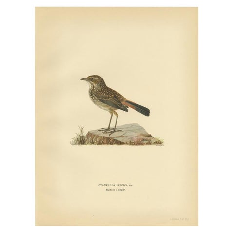 Antique Bird Print of the Bluethroat by Von Wright, 1927
