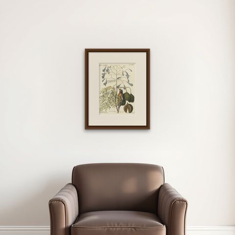 Bahama Finch Engraving by J.M. Seligmann, Hand-Colored Bird Print, 18th century, shown framed on a wall