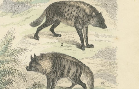 Big Cats & Marsupials Print: Lion, Tiger, Kangaroo, Antique 1867, close-up 3