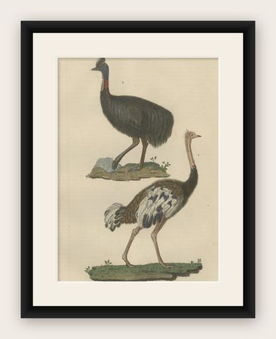 Decorative Old Hand-Colored Bird Print of an Ostrich and Cassowary, shown framed