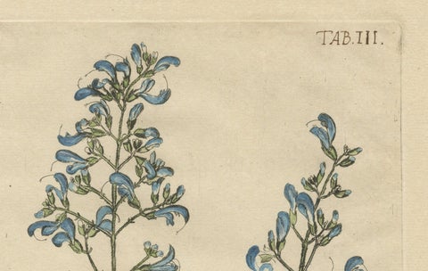 Rare Botanical Beauties with Butterflies, 1775 Plates from Meerburgh’s Garden, close-up 2