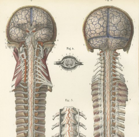 Arteries of the Brain and Spinal Cord, Hirschfeld Double Folding Plate, 1866, view 3