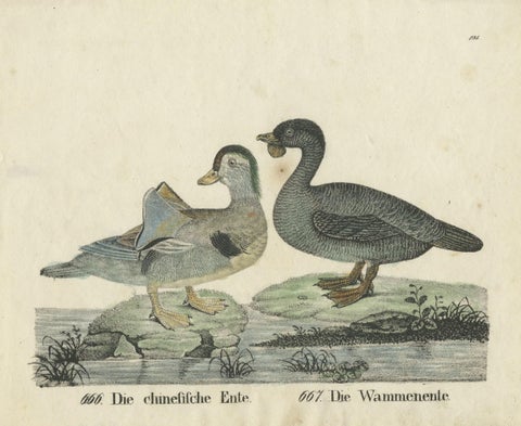 Original Antique Print of two Duck species, close-up 2
