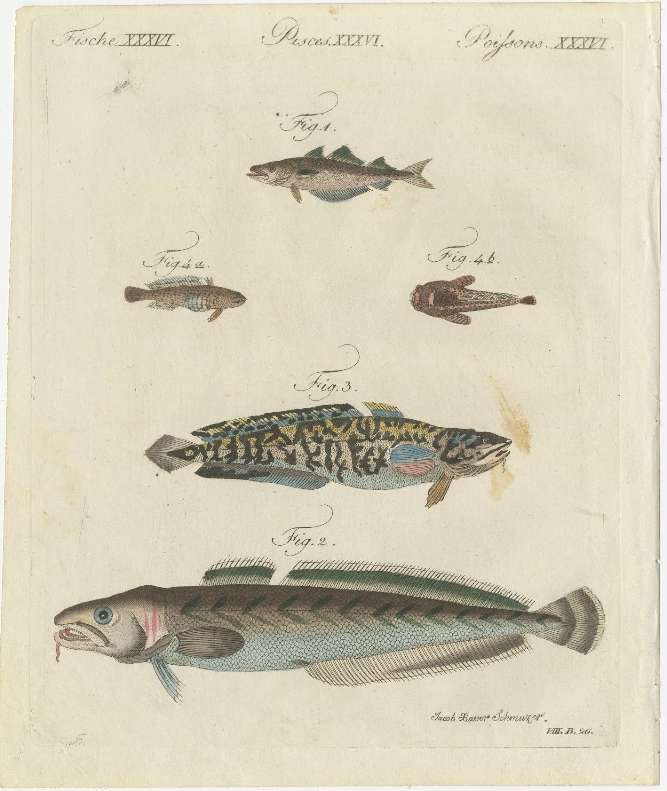 Ling, Burbot, Pollack and Toadfish, Antique Bertuch Print, circa 1805