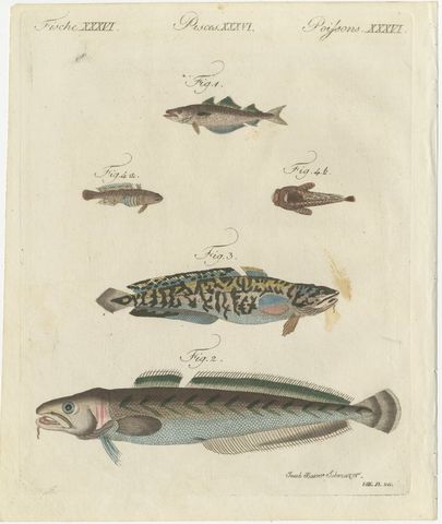 Ling, Burbot, Pollack and Toadfish, Antique Bertuch Print, circa 1805