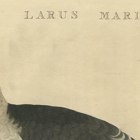 Antique Bird Print of the Great Black-Backed Gull by Sepp & Nozeman, 1829, close-up 1
