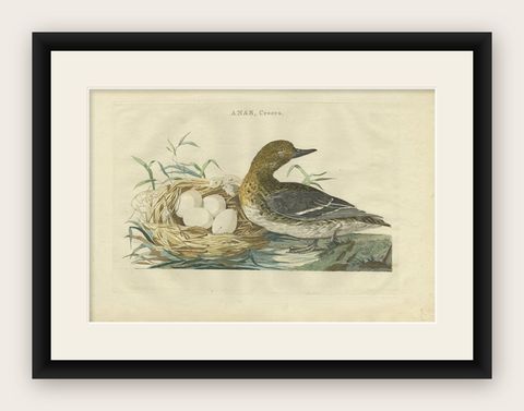 Eurasian Teal (Anas crecca), Female with Nest and Eggs, Nozeman & Sepp, 1789, shown framed