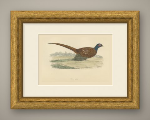 Pheasant in an Open Field with Trees, Hand Colored Game Bird Print, 1896, shown framed