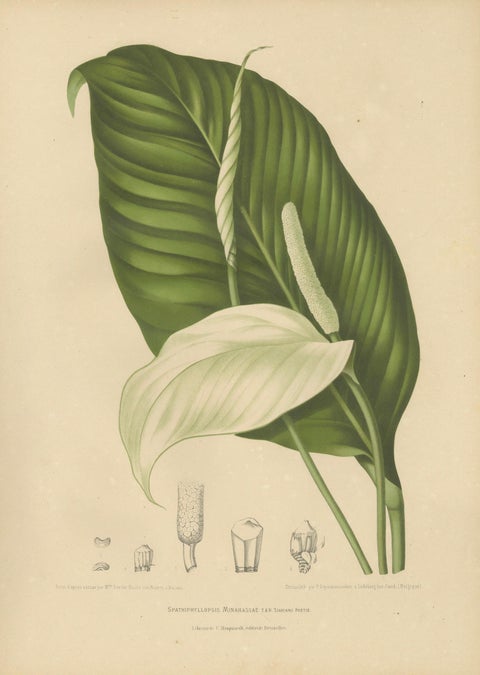 Original Antique Peace Lily Botanical Chromolithograph by Hoola van Nooten, 1880, close-up 1