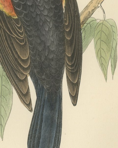 Red Winged Starling or Red Winged Blackbird, Morris Bird Print, 1896, close-up 2
