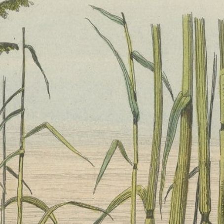 Antique Decorative Print of Warbler Nests, 1854, close-up 2