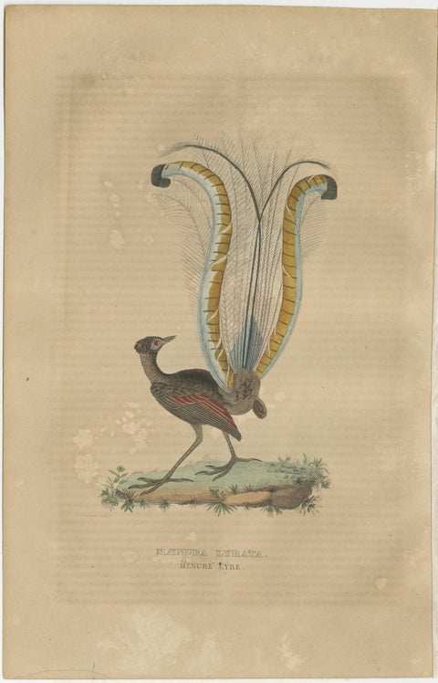Original Hand-Colored Bird Print of the Superb Lyrebird of Australia (male), view 2