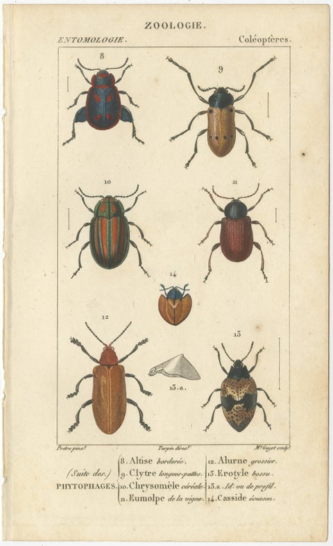 Set of 9 Antique Prints of Various Insects by Turpin, 1816, view 6