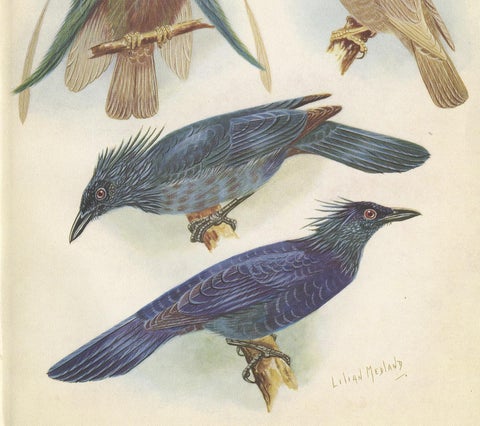 Antique Print of the Standard-Wing and the Trumpet Bird '1950', view 3