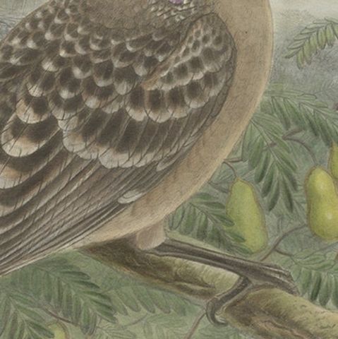 Original Old Hand-Colored Print of the Australian Queensland Bower Bird, ca.1880, close-up 2