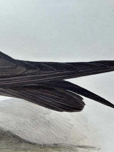 Noddy Tern, Antique Bird Print by John Gould, Hand-Colored c.1832, view 5