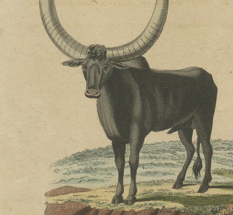 Antique African Sanga Longhorn Cattle Engraving, Bertuch, c.1810, close-up 4