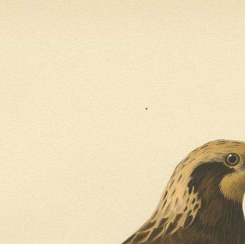 Original Antique Bird Print of the Western Marsh Harrier, 1929, close-up 1