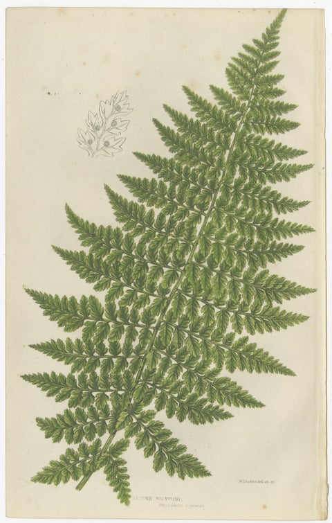 British Ferns Triptych, Three Antique Botanical Prints, Anne Pratt, 1873, view 3
