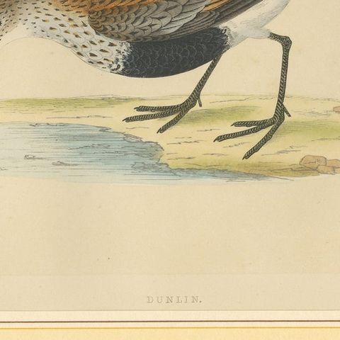 Antique Bird Print of a Dunlin, close-up 2