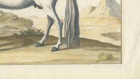 Baron Eisenberg Arabian Horse, “L’Arabe” Equestrian Engraving, 1727, close-up 3