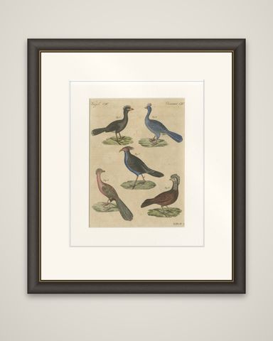 Antique Hand-Colored Crested Birds Engraving, Bertuch, c. 1800, shown framed
