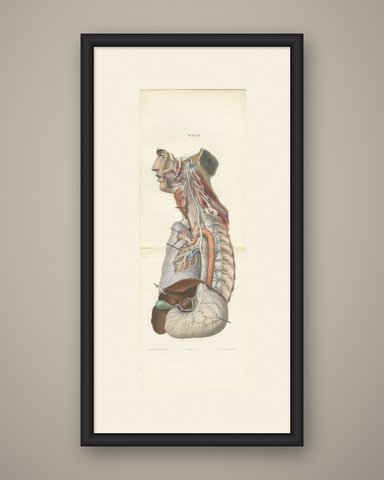 Vagus and Sympathetic Nerves of the Trunk, Hirschfeld Double Folding Plate, 1866, shown framed