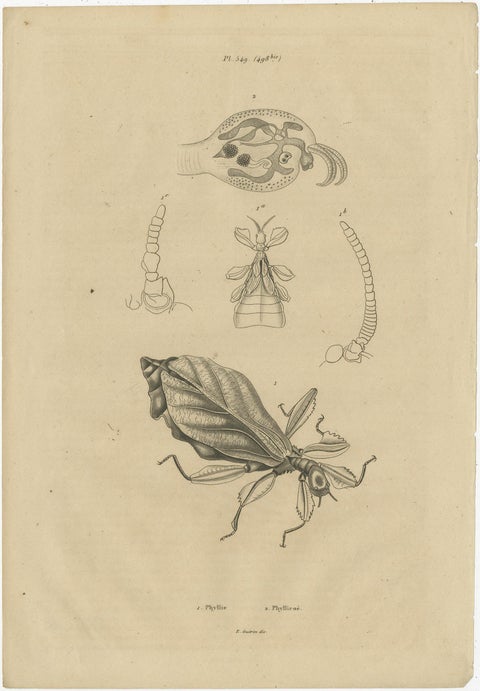 Set of 3 Antique Prints of Various Insects and Butterflies by Guerin, c.1835, view 2