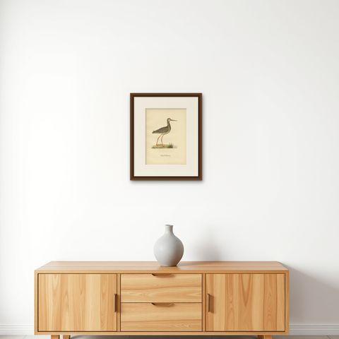 Antique Bird Print of the Spotted Redshank by Von Wright, 1929, shown framed on a wall