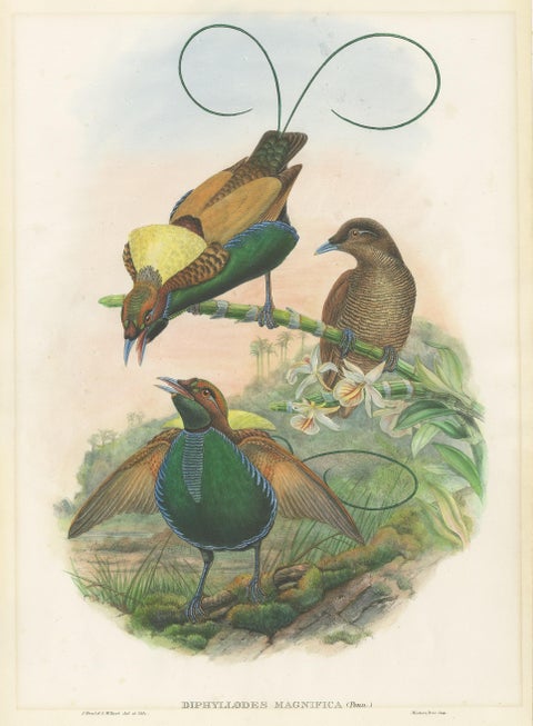 Antique Bird Print of the Magificant Bird of Paradise by Gould, circa 1850, view 2