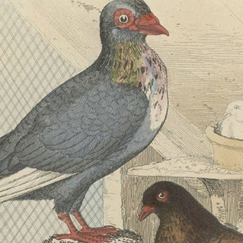 Colorful Decorative Antique Print of Pigeons, 1854, close-up 1