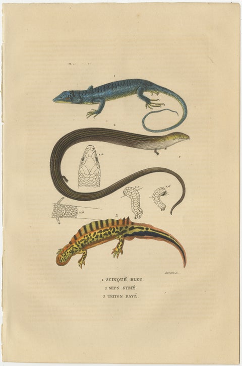 Original Old Print of a Blue Skink Lizard, a Striped Lizard and a Triton Lizard, view 2