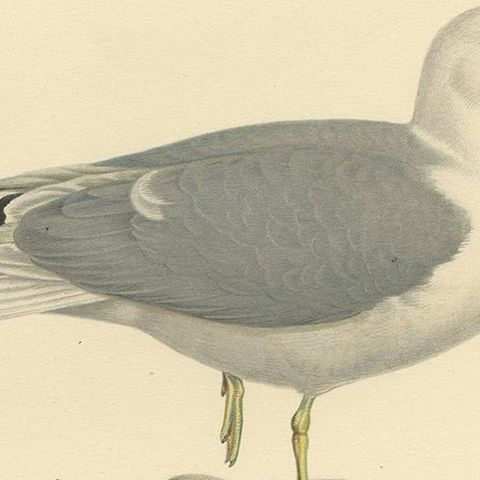 Antique Bird Print of the Common Gull 'Summer' by Von Wright, 1929, close-up 2