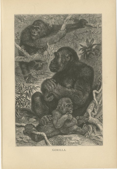 Set of 5 Antique Monkey Prints, Gorilla, Chimpanzee, by Brehm 'c.1890', view 2