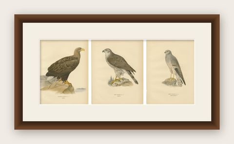 Scandinavian Woodland Hawks Triptych, Svenska Fåglar Lithographs, Sweden 1929, shown framed