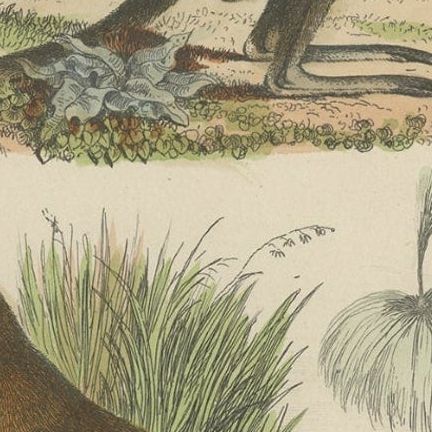 Decorative Antique Handcolored Print of Two Kangaroos in Australia, 1854, close-up 4