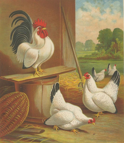 Japanese Bantams with Black Tails - A Rare 19th Century Poultry Lithograph, close-up 4