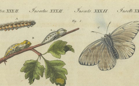 Beautiful 1805 Hand-Colored Engraving of Butterfly Life Cycle from Bertuch, close-up 2