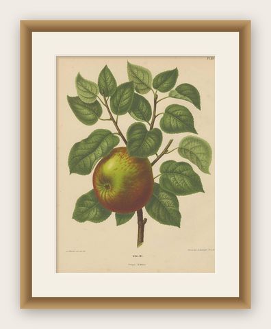Antique Print of a Cellini Apple by G. Severeyns, 1876, shown framed