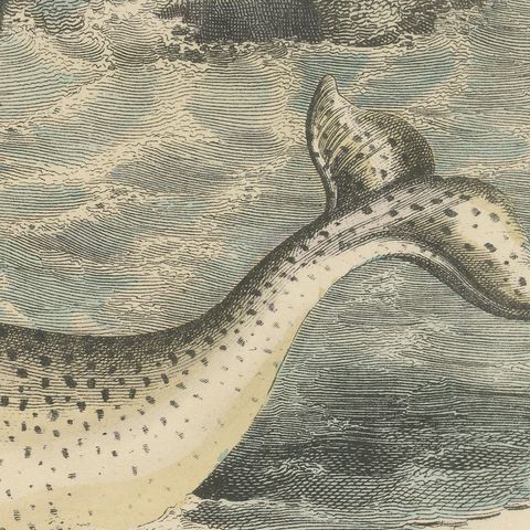 Antique Walrus and Narwhal Print, Arctic Sea Scene with Manatee, circa 1890, close-up 3