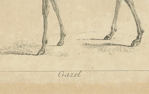Graceful Gazelle: An Elegant Etching - Published circa 1740, close-up 1