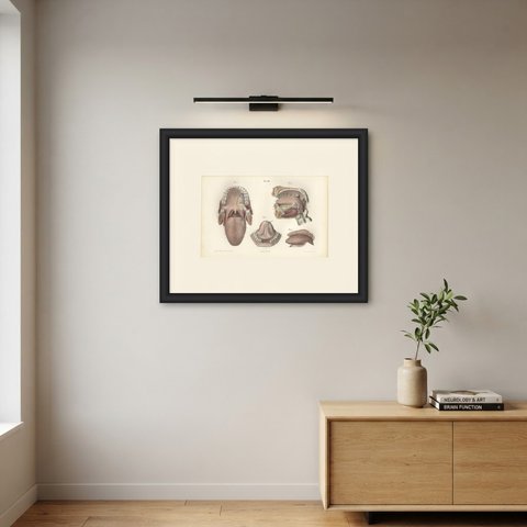 The Mouth, Tongue and Salivary Glands, Antique Hirschfeld Anatomy Print, 1866, shown framed on a wall