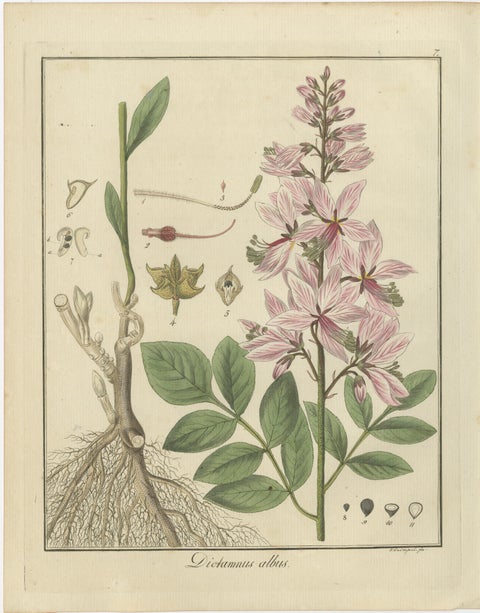 Burning Bush, Autumn Crocus, and English Oak: Botanical Illustrations from 1819, view 2