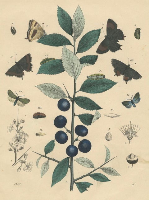 1848 Hand-Colored Lithograph of Butterflies, Caterpillars and Blackthorn Plant, close-up 2